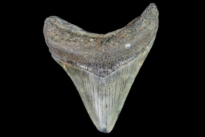 Juvenile Megalodon Tooth - Georgia #111615